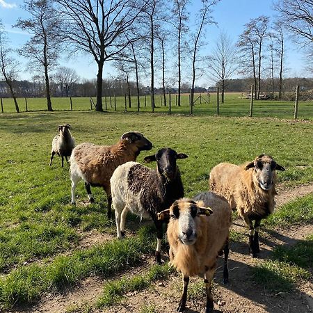 Ferienhof Westermann Waldblick Lähden Exteriör bild