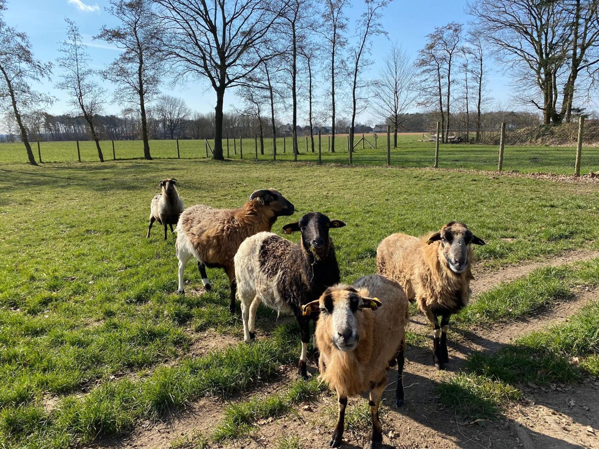 Ferienhof Westermann Waldblick Lähden Exteriör bild